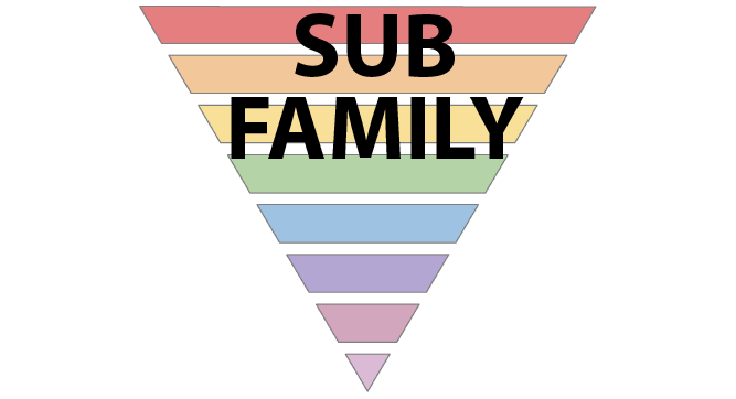 Subfamily