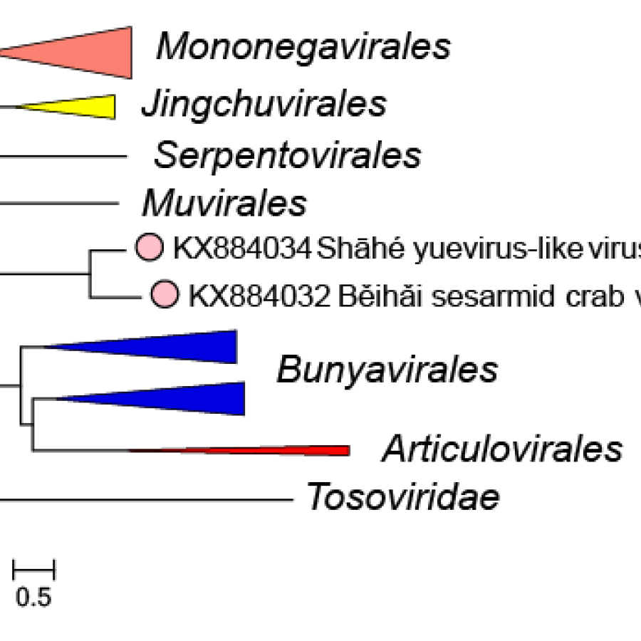 Yueviridae