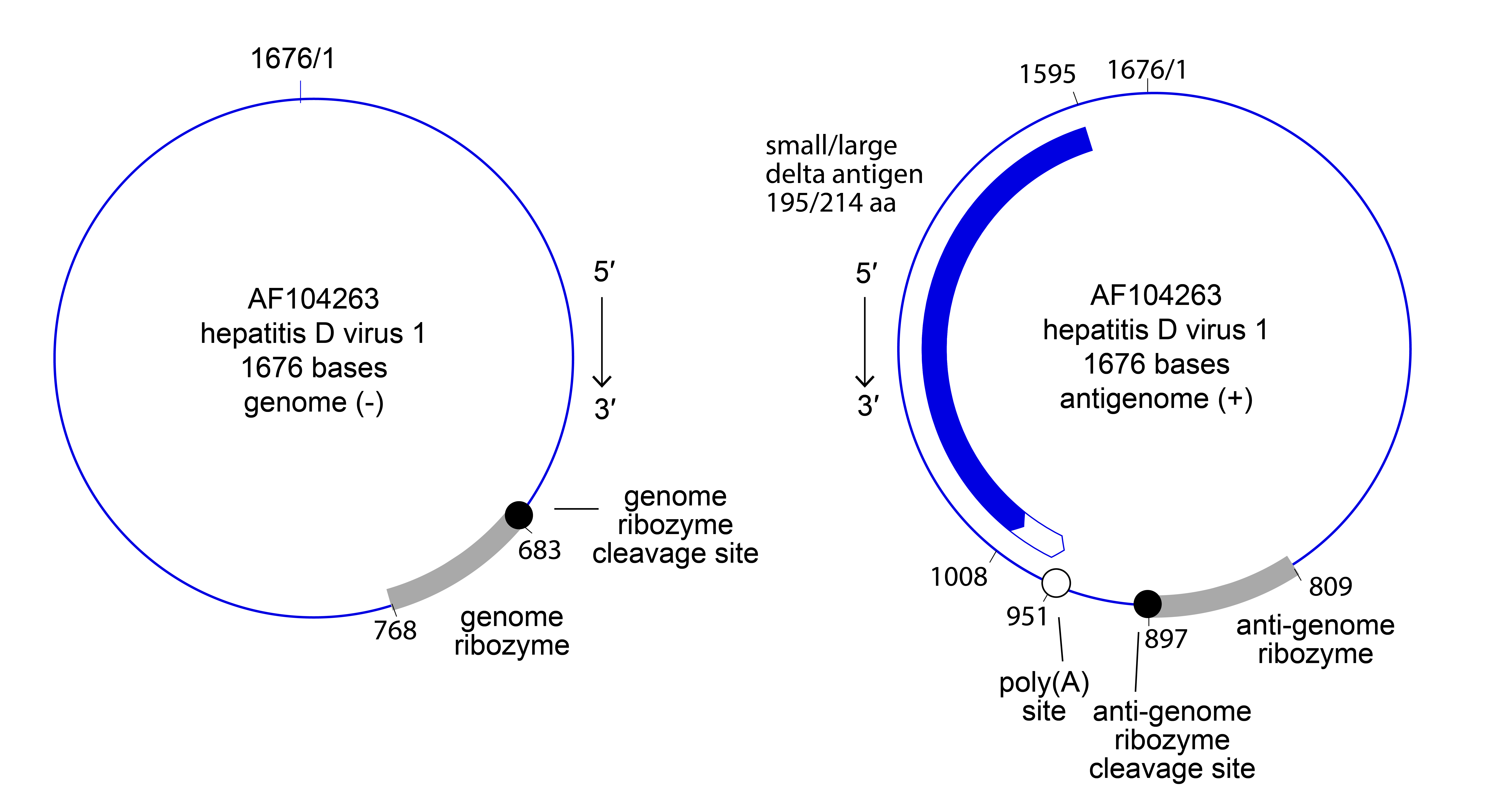 Kolmioviridae genome